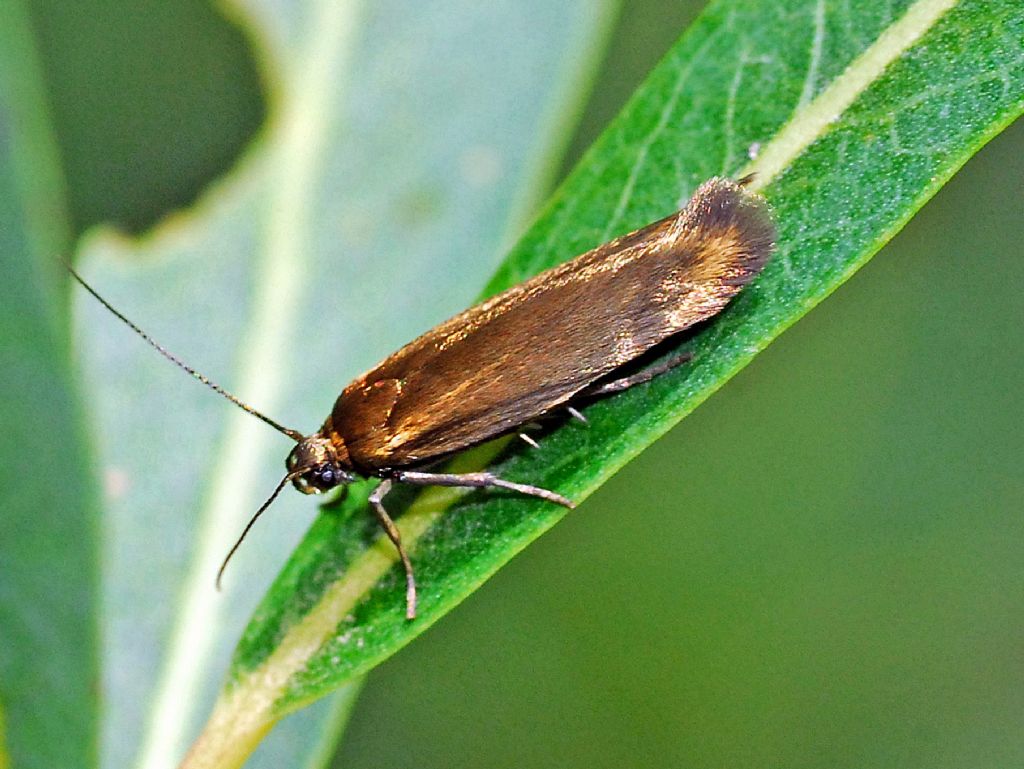 Argyresthia glabratella ??